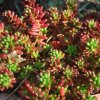 Sedum x rubrotinctum